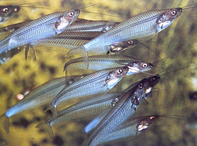 Kryptopterus bicirrhis – ΓΗ & ΥΔΩΡ
