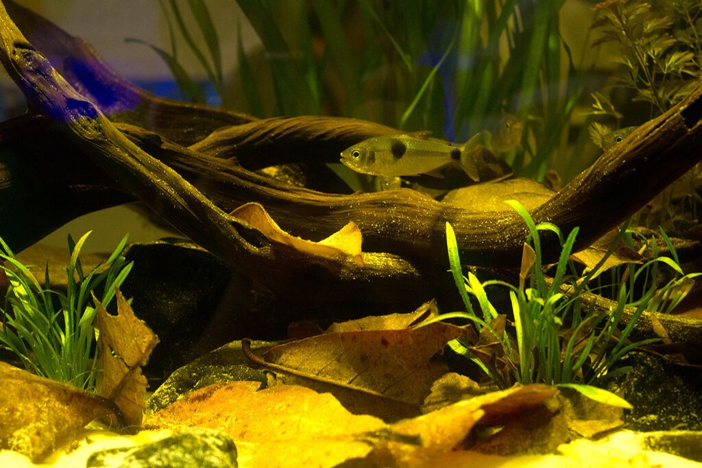 Exodon paradoxus – ΓΗ & ΥΔΩΡ